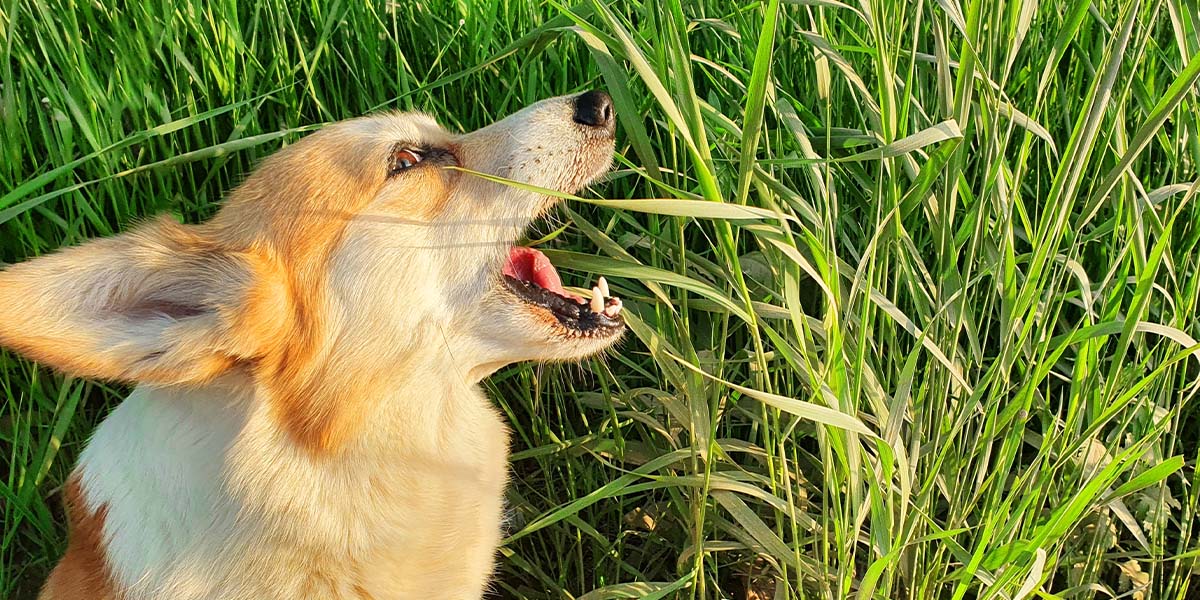 Illustration of Do Puppies Need To Eat Grass